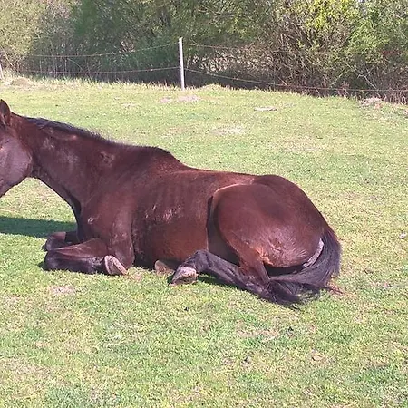 Campeggio Nyírfás 3*
