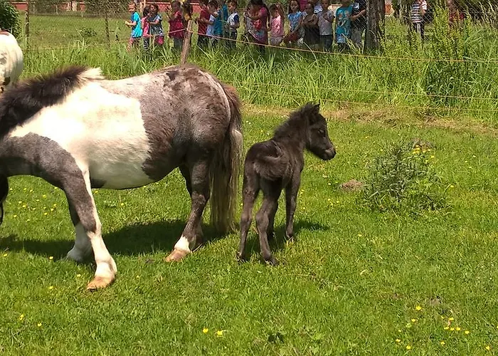 Nyirfas 瑙吉考尼饶
