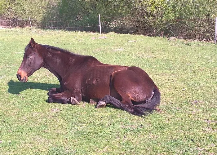 Kamp alanı Nyirfas 3*